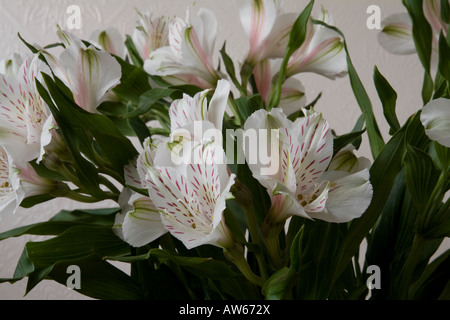 Un mazzetto di bianco e gigli rosa, Alstroemeria, in un vaso Foto Stock