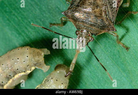 Predatori di stink bug Podisus maculiventris stiletto inserito in preda a caterpillar Foto Stock