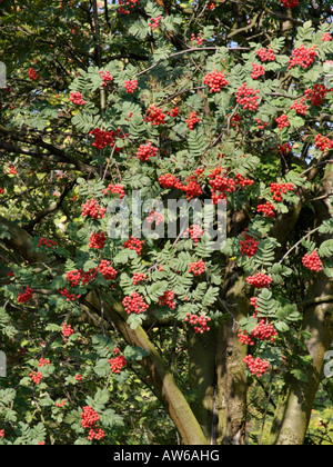 Servizio svedese tree (sorbus x hybrida) Foto Stock