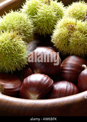 Dolce castagno (Castanea sativa) Foto Stock