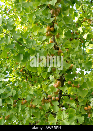 Il ginkgo (Ginkgo biloba) Foto Stock