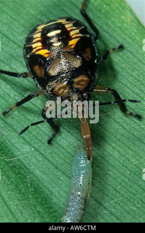 Predatori di stink bug o spined soldier beetle Podisus maculiventris alimentazione su un caterpillar Foto Stock