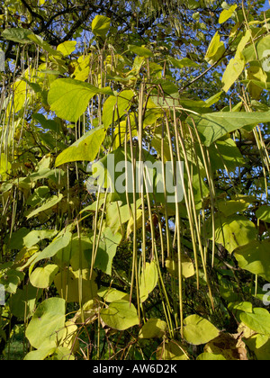 Meridionale (catalpa catalpa bignonioides) Foto Stock