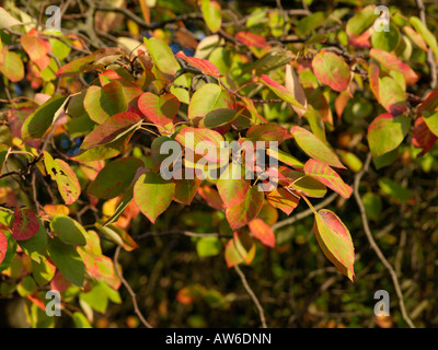 Servizio di roverella berry (amelanchier arborea) Foto Stock