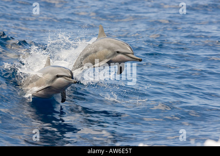 Due spinner il Delfino Stenella longirostris, salto in aria allo stesso tempo, Hawaii. Foto Stock