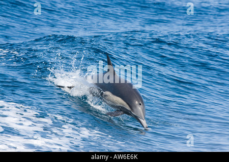 Questo delfino comune, Delphinus delphis, era uno in una scuola di oltre 1000 nel Pacifico fuori del Messico. Foto Stock