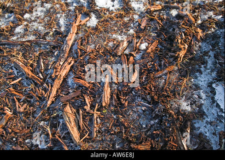 I depositi di torba a 1800 piedi su acciaio cadde nel distretto del lago,con conserva di bosco di depositi in essi da tempi più caldi Foto Stock