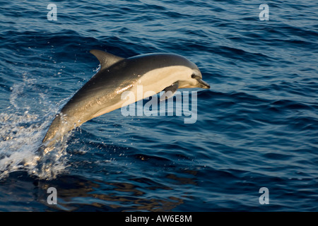 Questo delfino comune, Delphinus delphis, era uno in una scuola di oltre 1000 nel Pacifico fuori del Messico. Foto Stock