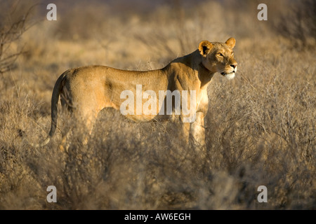 Leonessa cercando nella distanza di sunrise nel Samburu National Park in Kenya Foto Stock