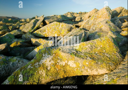 Il Lichen su rocce di Swirl Howe Lake District UK Foto Stock