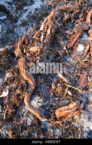 I depositi di torba a 1800 piedi su acciaio cadde nel distretto del lago,con conserva di bosco di depositi in essi da tempi più caldi Foto Stock