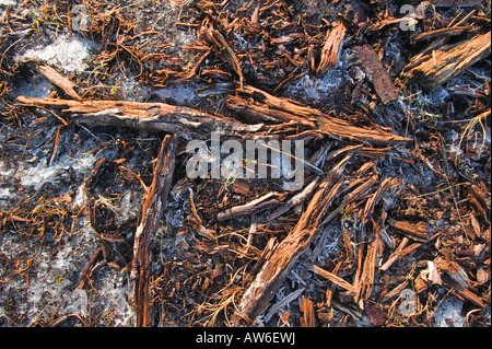 I depositi di torba a 1800 piedi su acciaio cadde nel distretto del lago,con conserva di bosco di depositi in essi da tempi più caldi Foto Stock