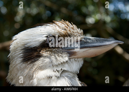 Kookaburra è il nome comune per uno squat lunga coda di Australian kingfisher, Dacelo navaguinae, Australia. Foto Stock