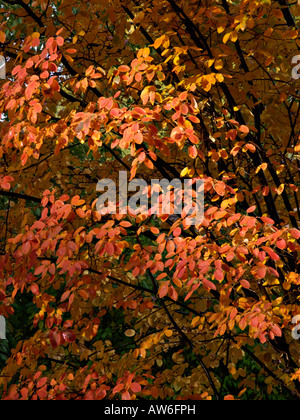 Servizio di roverella berry (Amelanchier arborea) Foto Stock