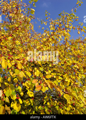 Siberian crab apple (Malus baccata var. mandshurica) Foto Stock