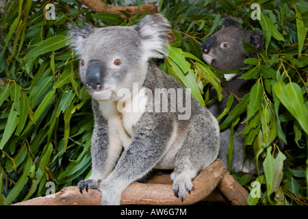 Due orsi koala, Phascolarctos cinereus, in un albero di eucalipto, Australia. Foto Stock