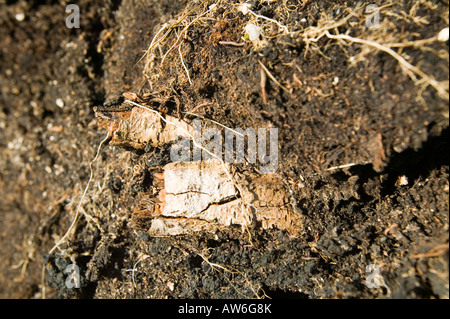 I depositi di torba a 1800 piedi su acciaio cadde nel distretto del lago,con conserva di bosco di depositi in essi da tempi più caldi Foto Stock