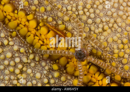 Un reticolato stella fragile e gamberetti commensali sulla superficie ondulata di un cuscino di stelle marine, Hawaii. Foto Stock