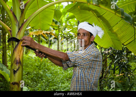 Lavoratore agricolo interessato il taglio di foglie di un albero, in piantagione, Mundackal station wagon, Kothamangalam, Kerala, India Foto Stock