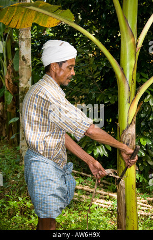 Lavoratore agricolo interessato il taglio di foglie di un albero, in piantagione, Mundackal station wagon, Kothamangalam, Kerala, India Foto Stock