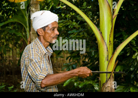 Lavoratore agricolo interessato il taglio di foglie di un albero, in piantagione, Mundackal station wagon, Kothamangalam, Kerala, India Foto Stock