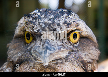 Il fulvo, frogmouth Podargus strigoides, è una ben mimetizzata owl nella loro nativa habitat boschivo, Australia. Foto Stock