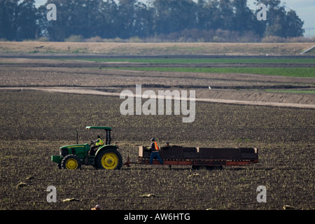 I lavoratori agricoli raccolto le cipolle di San Joaquin County, California; il 7 marzo 2008. (Foto di Kevin Bartram) Foto Stock