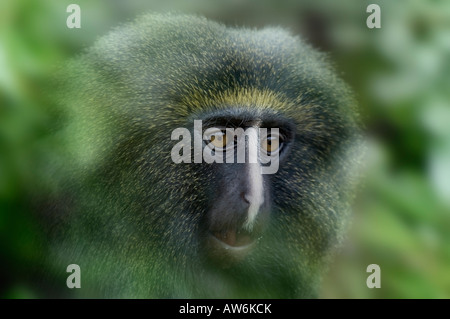 La HAMLYN GUENON o il gufo di fronte MONKEY Cercopithecus hamlyni Foto Stock