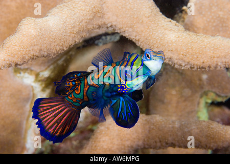 Maschio e femmina pesce mandarino, Synchiropus splendidus, eseguendo una danza di accoppiamento off Yap Island, Stati Federati di Micronesia. Foto Stock