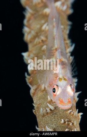Un ghiozzo, Bryaninops yongei, sul filo di corallo, Cirrhipathes anguina, Yap, Micronesia. Foto Stock