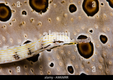 Giallo scarabocchiati pipefish, Corythoichthys sp. Yap, Micronesia. Foto Stock