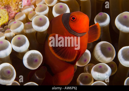 Spina maschio guancia anemonefish, Premnas biaculeatus e anemone marittimo, Entacmaea quadricolor, Indonesia. Foto Stock