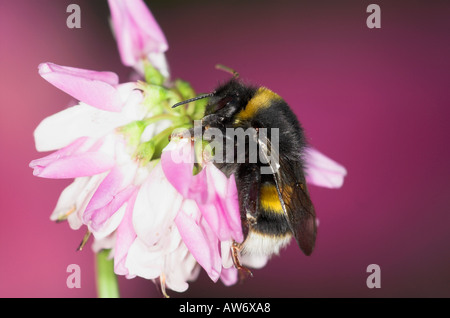 Buff Tailed Bumble Bee Bombus Terrestris on crown vetch coronilla varia rosa e fiore bianco nettare di alimentazione Regno Unito Foto Stock