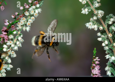 Buff Tailed Bumble Bee Bombus Terrestris in volo volando attraverso heather fiori alta velocità tecnica fotografica Foto Stock