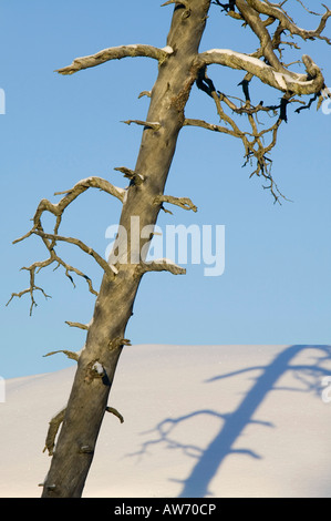 Un albero morto e la sua ombra sulla neve in Saariselka nel nord della Finlandia Foto Stock