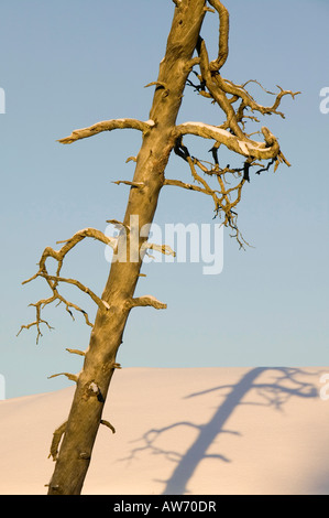 Un albero morto e la sua ombra sulla neve in Saariselka nel nord della Finlandia Foto Stock