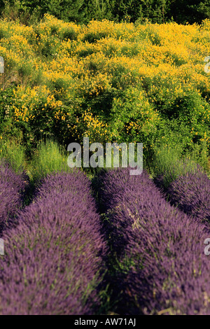 Campo di lavanda, Sault, Provenza, Francia Foto Stock