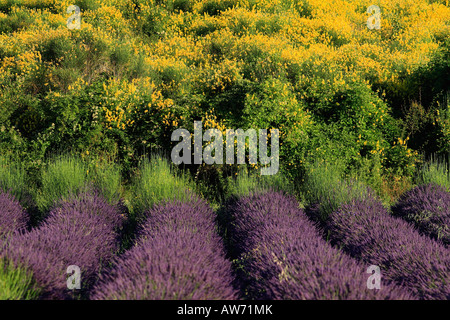 Campo di lavanda, Sault, Provenza, Francia Foto Stock