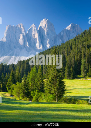 Santa Maddalena in Val di Funes, Trentino-Alto Adige, Italia. Foresta di conifere a Zanser Alm sopraffatte dalle Odle picchi. Foto Stock