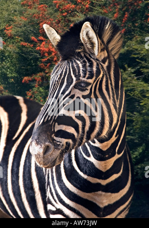 Chapman's Zebra (Equus burchelli chapmani) Foto Stock