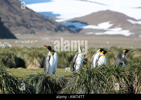 Re pinguini si riuniscono in un gruppo sociale di trovare si accoppia Foto Stock