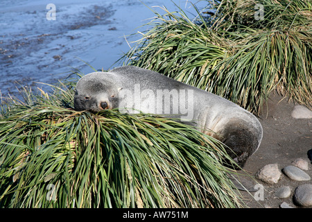 Pelliccia sigillo di riposo in erba Tussic vicino a un ruscello sull isola di Georgia del sud Foto Stock