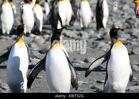 Re pinguini si riuniscono in un gruppo sociale di trovare si accoppia Foto Stock