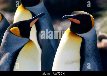 Re pinguini si riuniscono in un gruppo sociale di trovare si accoppia Foto Stock