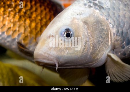 La carpa comune, Koikarp (Cyprinus carpio) Foto Stock