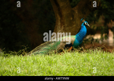 Peacock camminando in Honolulu Zoo Foto Stock