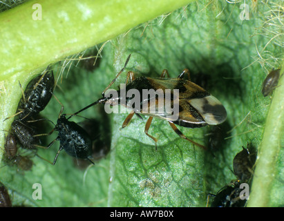 Fiore di predatori bug Anthocoris nemorum depredavano cherry afide Myzus cerasi Foto Stock