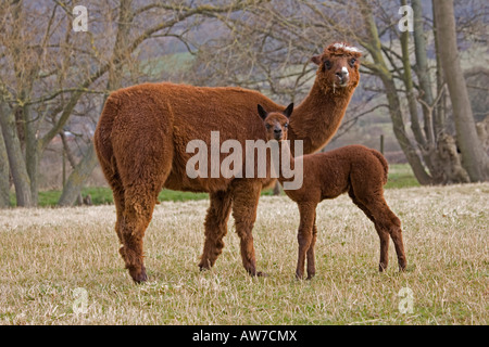 Femmina marrone e alpaca baby cria Costwolds REGNO UNITO Foto Stock