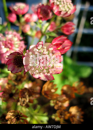 Astrantia var. "Nozze di Rubino' Foto Stock