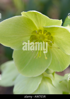 Veratro maiorchino (Helleborus lividus) Foto Stock